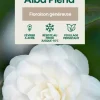 Truffaut - Camellia japonica 'Alba Plana ':H 40/50 cm conteneur 3 litres Outlet