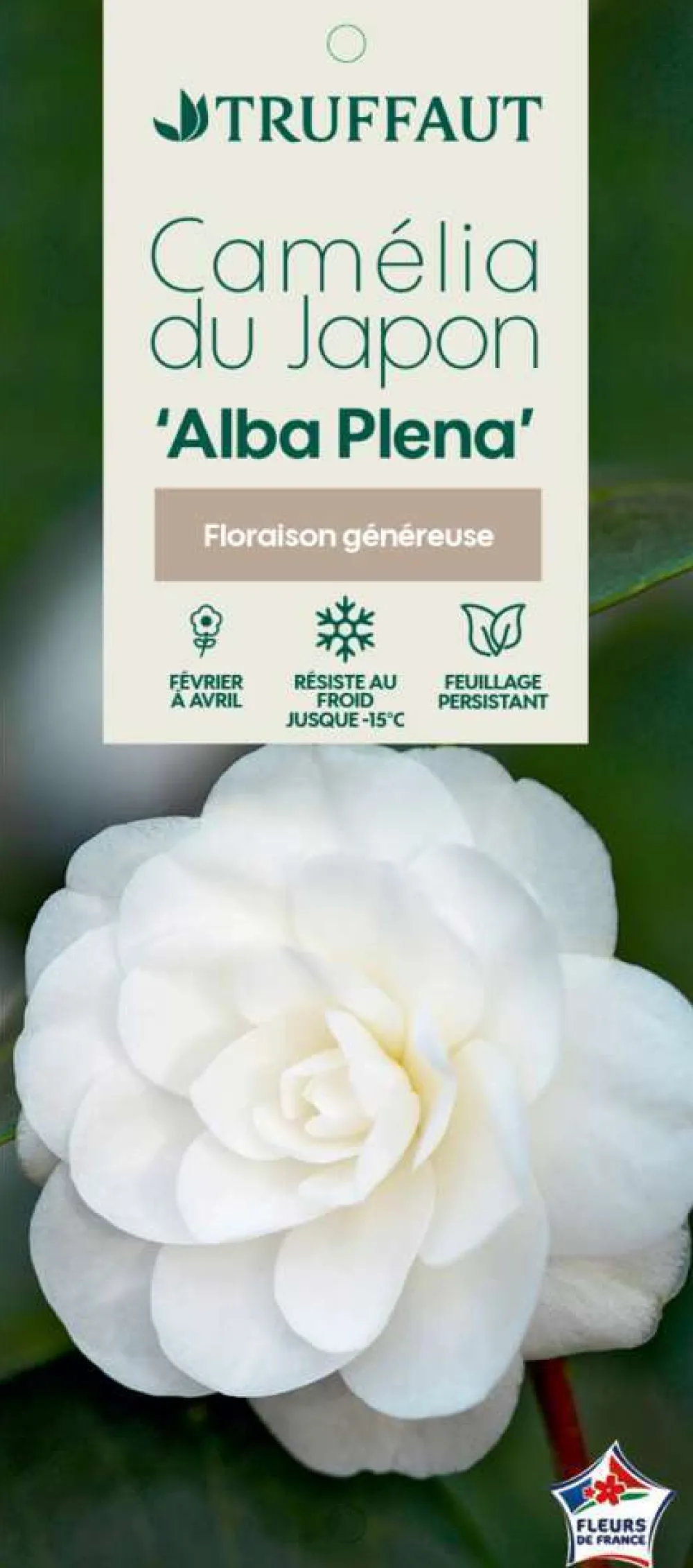 Truffaut - Camellia japonica 'Alba Plana ':H 40/50 cm conteneur 3 litres Outlet