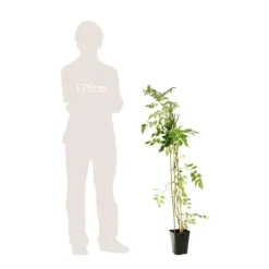 Truffaut - Campsis 'Stromboli' : conteneur de 3 Litres. Clearance