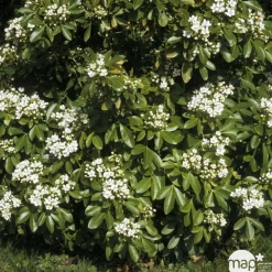 Truffaut - Choisya ternata: C 5L Clearance