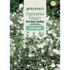 Truffaut - Gypsophile Elegant roi Des Halles : En Sachet