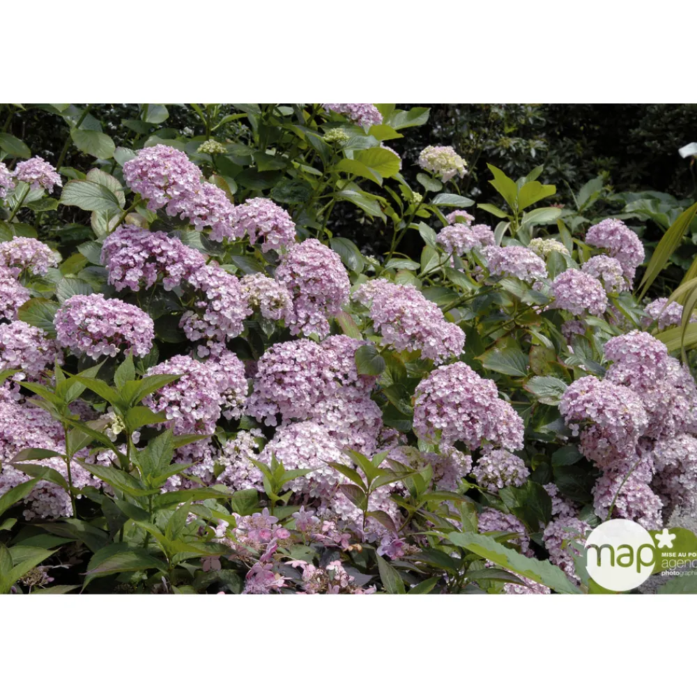 Truffaut - Hydrangea 'Ayesha', ctr 3 L Best