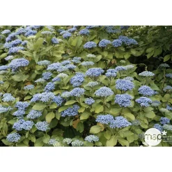Truffaut - Hydrangea 'Ayesha', ctr 3 L Best