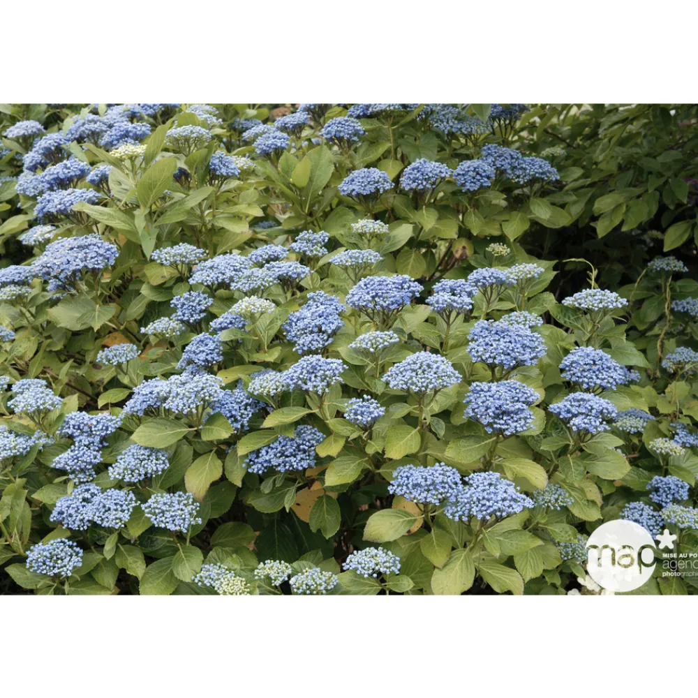 Truffaut - Hydrangea 'Ayesha', ctr 3 L Best