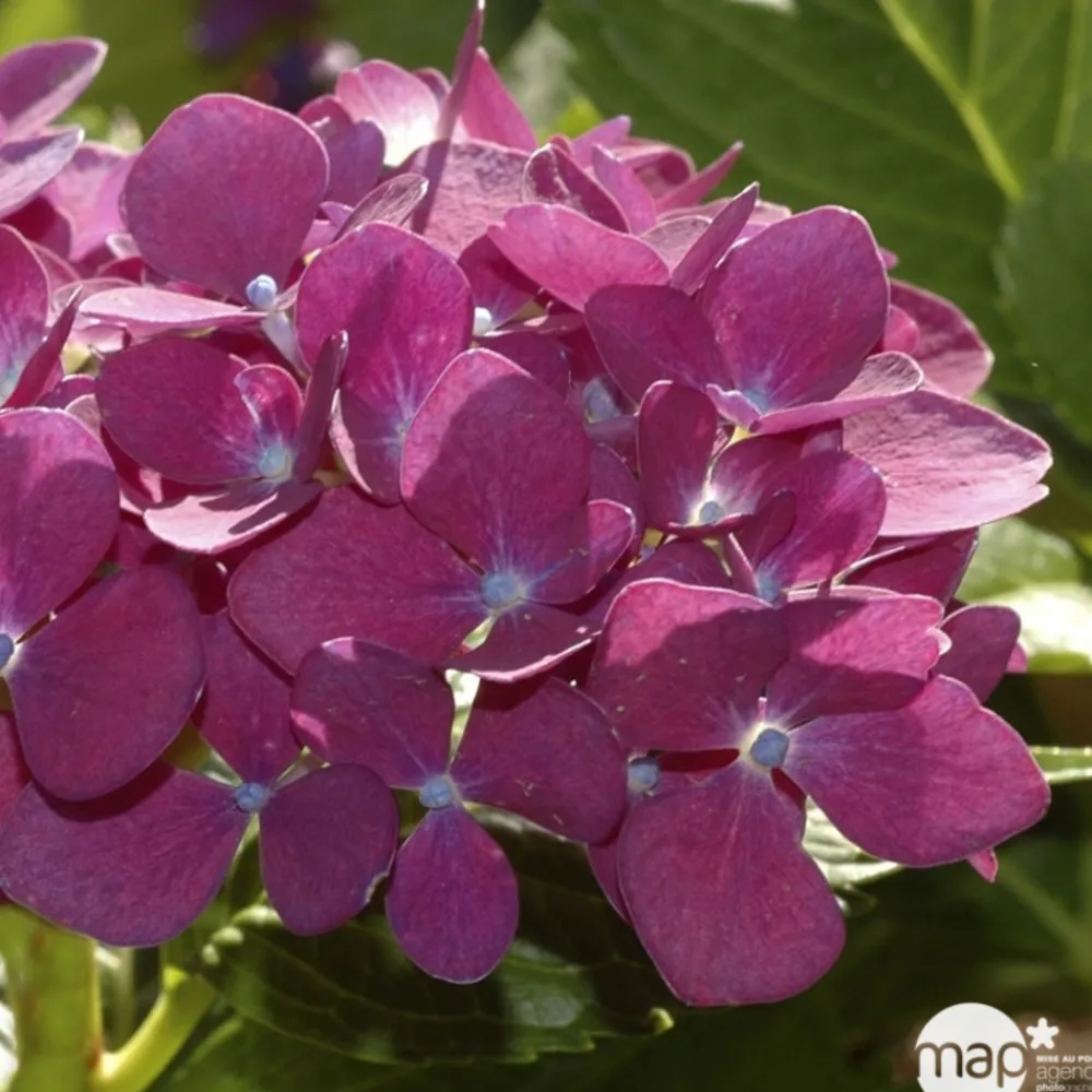 Truffaut - Hydrangea 'Ayesha', ctr 3 L Best