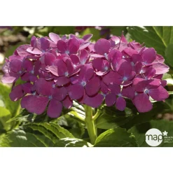 Truffaut - Hydrangea 'Ayesha', ctr 3 L Best