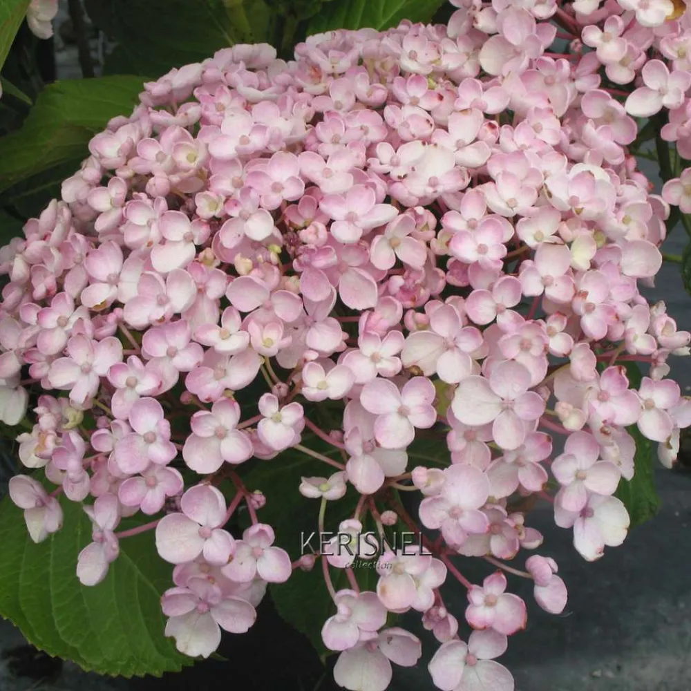 Truffaut - Hydrangea 'Ayesha', ctr 3 L Best