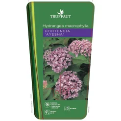 Truffaut - Hydrangea 'Ayesha', ctr 3 L Best