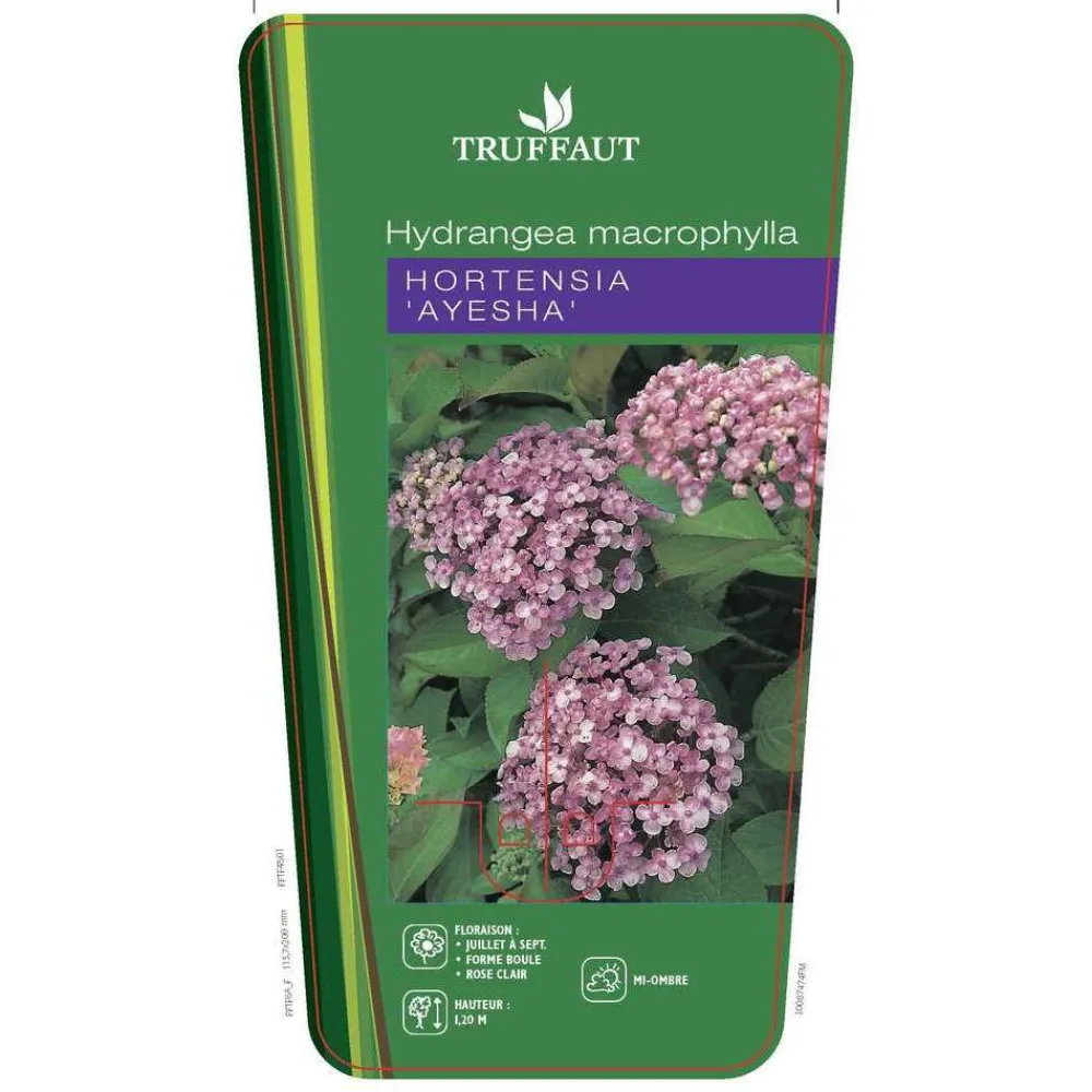 Truffaut - Hydrangea 'Ayesha', ctr 3 L Best