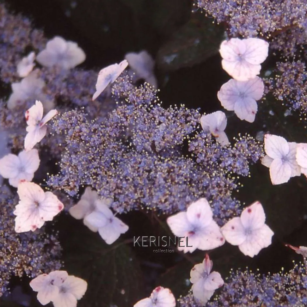 Truffaut - Hydrangea 'Blue Deckle', contneur 3 L Hot