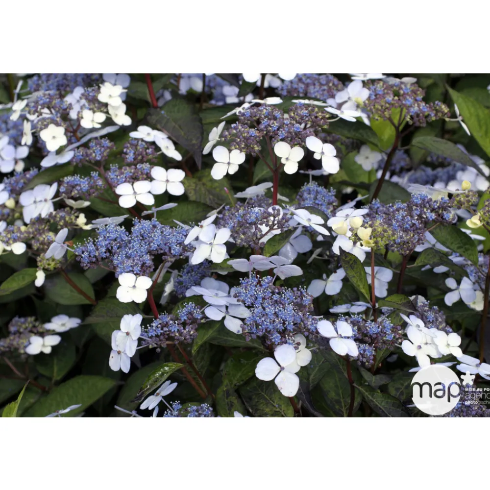 Truffaut - Hydrangea 'Blue Deckle', contneur 3 L Hot