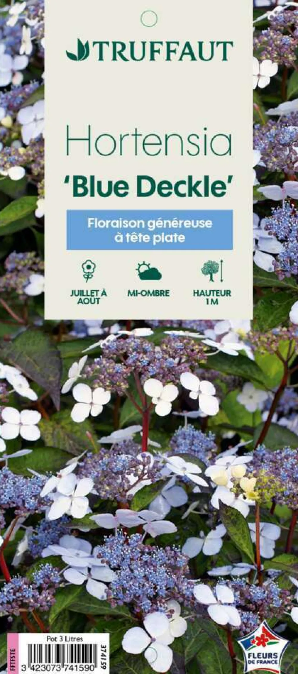 Truffaut - Hydrangea 'Blue Deckle', contneur 3 L Hot