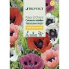 Truffaut - Pavot d’Orient couleur variée : en sachet New
