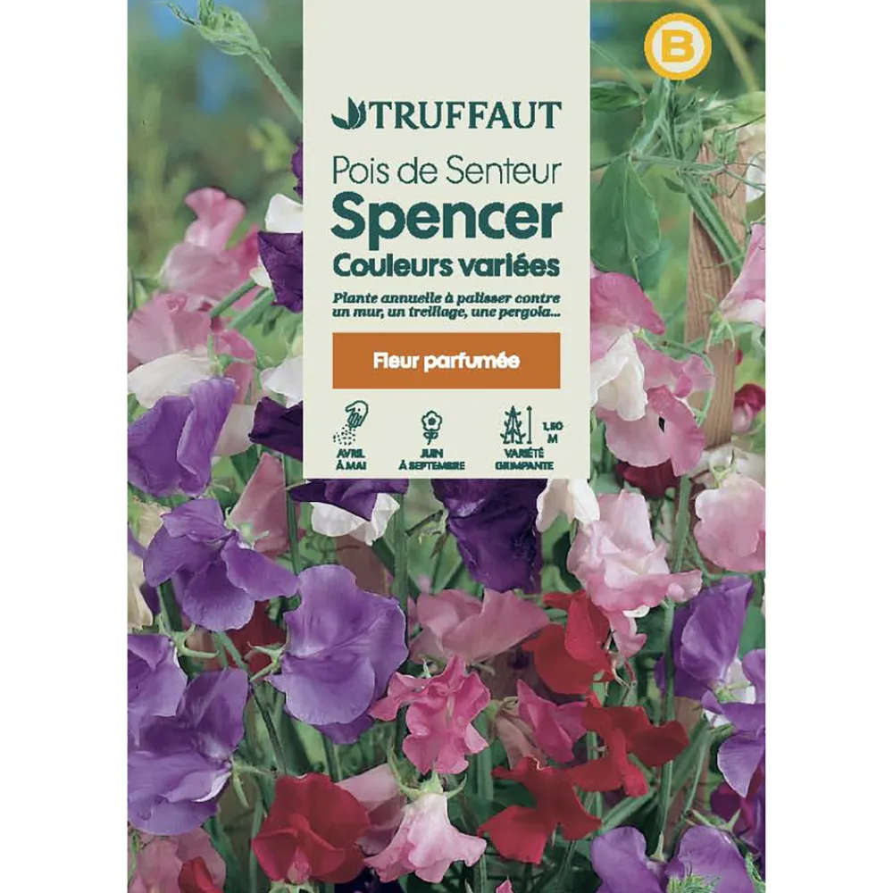 Truffaut - Pois de senteur géant Spencer couleur variée : en sachet Sale