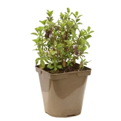 Truffaut - Salvia x jamensis 'Violette de Loire':pot 3L MDD Outlet