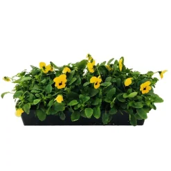 Truffaut - Viola cornuta : barquette de 10 plants - Coloris variables Hot