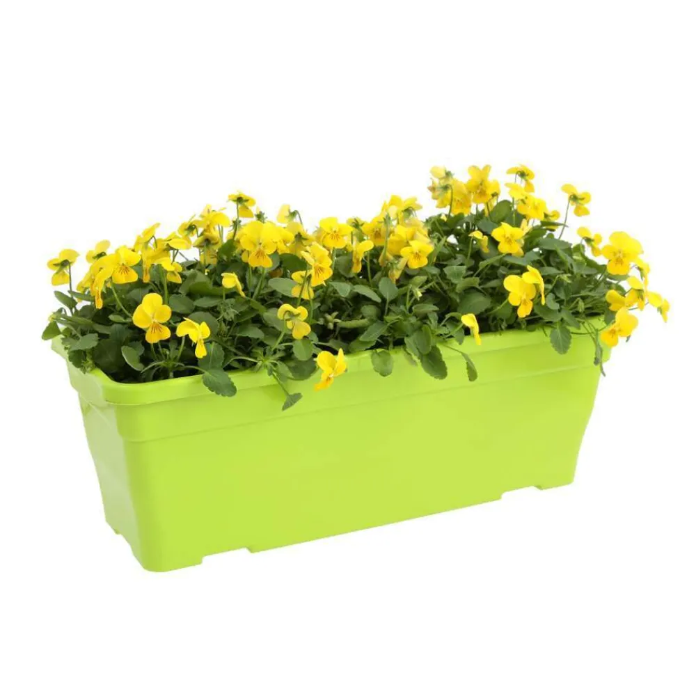 NA Viola cornuta en jardinière 40cm - Coloris variables New