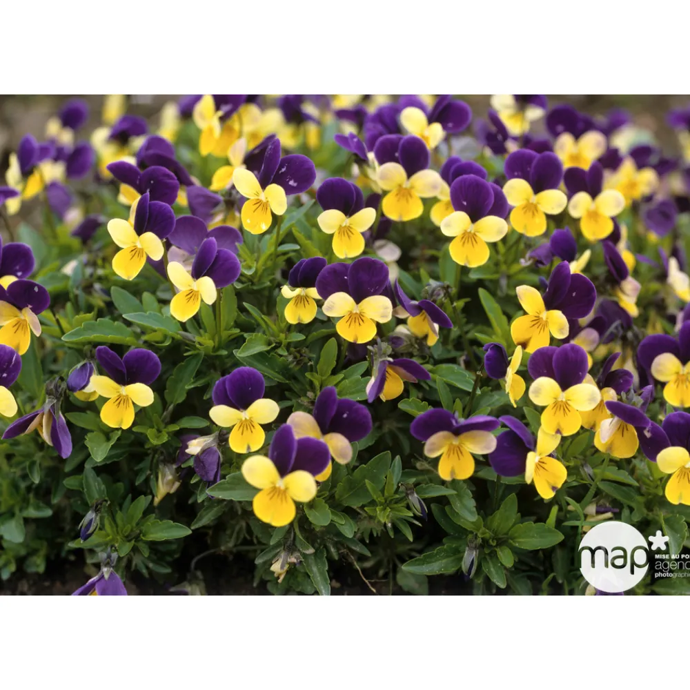 NA Viola cornute coupe D23 volute - Coloris variables Clearance