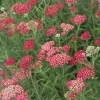 Willemse France Plantes Vivaces | - Achillée millefeuille cerise queen - le pot / ø 9cm, vendu par lot de 2