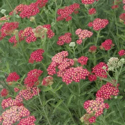 Willemse France Plantes Vivaces | - Achillée millefeuille cerise queen - le pot / ø 9cm, vendu par lot de 2