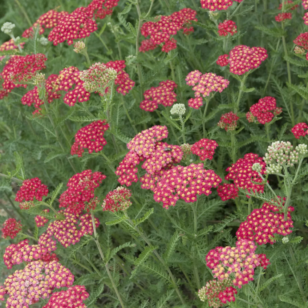 Willemse France Plantes Vivaces | - Achillée millefeuille cerise queen - le pot / ø 9cm, vendu par lot de 2