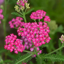Willemse France Plantes Vivaces | - Achillée millefeuille cerise queen - le pot / ø 9cm, vendu par lot de 2