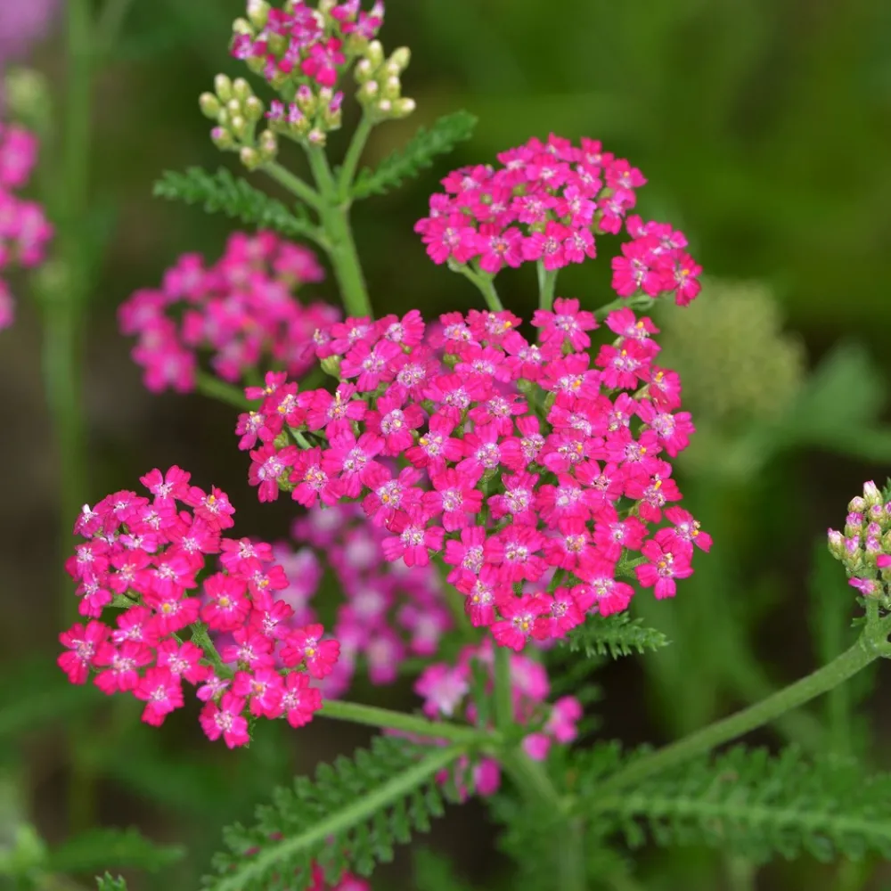 Willemse France Plantes Vivaces | - Achillée millefeuille cerise queen - le pot / ø 9cm, vendu par lot de 2