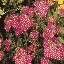 Willemse France Plantes Vivaces | - Achillée millefeuille cerise queen - le pot / ø 9cm, vendu par lot de 2