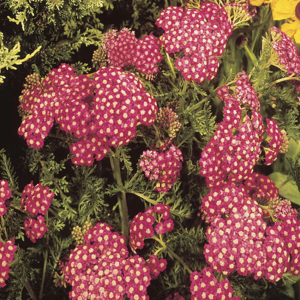 Willemse France Plantes Vivaces | - Achillée millefeuille cerise queen - le pot / ø 9cm, vendu par lot de 2