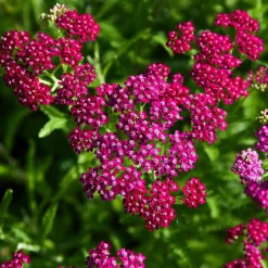 Willemse France Plantes Vivaces | - Achillée millefeuille cerise queen - le pot / ø 9cm, vendu par lot de 2