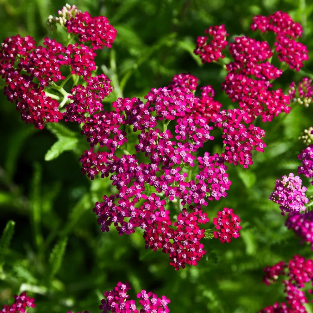 Willemse France Plantes Vivaces | - Achillée millefeuille cerise queen - le pot / ø 9cm, vendu par lot de 2
