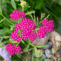 Willemse France Plantes Vivaces | - Achillée millefeuille cerise queen - le pot / ø 9cm, vendu par lot de 2