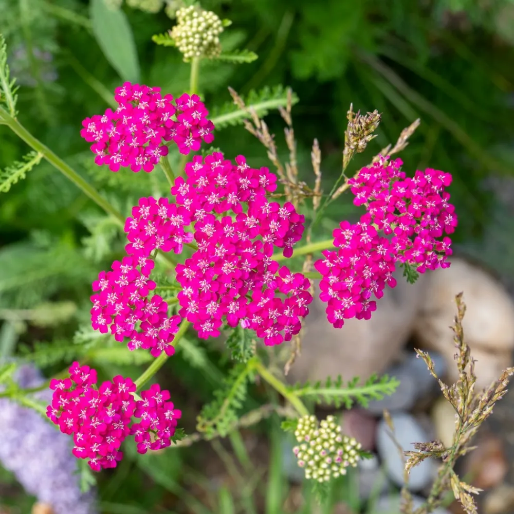 Willemse France Plantes Vivaces | - Achillée millefeuille cerise queen - le pot / ø 9cm, vendu par lot de 2