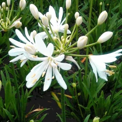 Willemse France Plantes Vivaces | - Agapanthe petit eskimo - le pot / ø 9cm, vendu par lot de 2