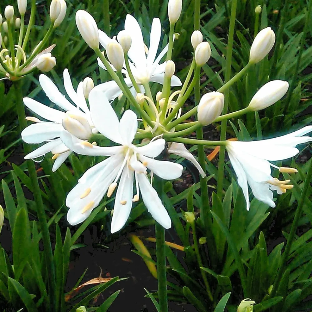 Willemse France Plantes Vivaces | - Agapanthe petit eskimo - le pot / ø 9cm, vendu par lot de 2