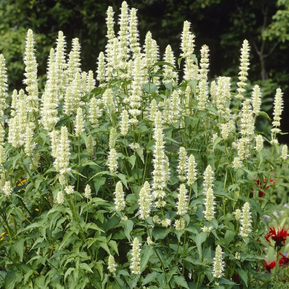Willemse France Plantes Vivaces | - Agastache rugosa alabaster - le pot / ø 9cm, vendu par lot de 2