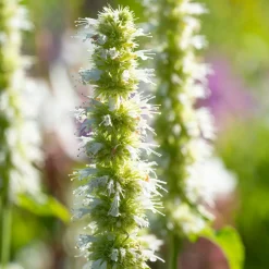 Willemse France Plantes Vivaces | - Agastache rugosa alabaster - le pot / ø 9cm, vendu par lot de 2