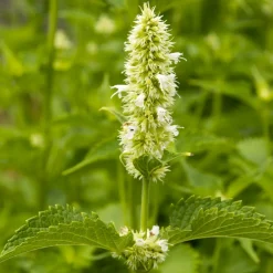 Willemse France Plantes Vivaces | - Agastache rugosa alabaster - le pot / ø 9cm, vendu par lot de 2