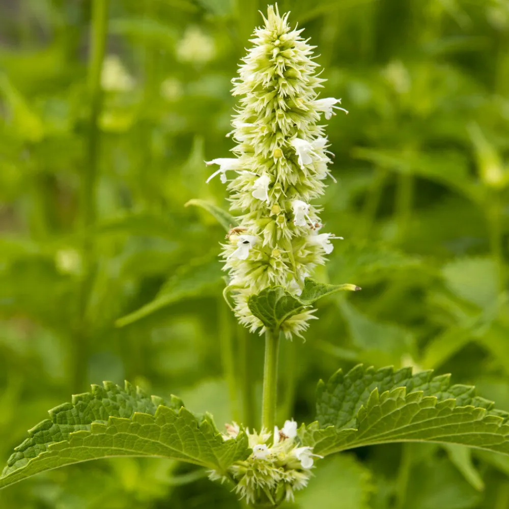 Willemse France Plantes Vivaces | - Agastache rugosa alabaster - le pot / ø 9cm, vendu par lot de 2