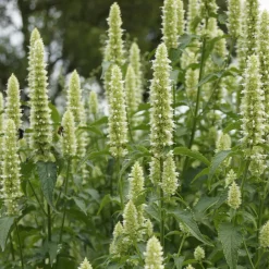 Willemse France Plantes Vivaces | - Agastache rugosa alabaster - le pot / ø 9cm, vendu par lot de 2