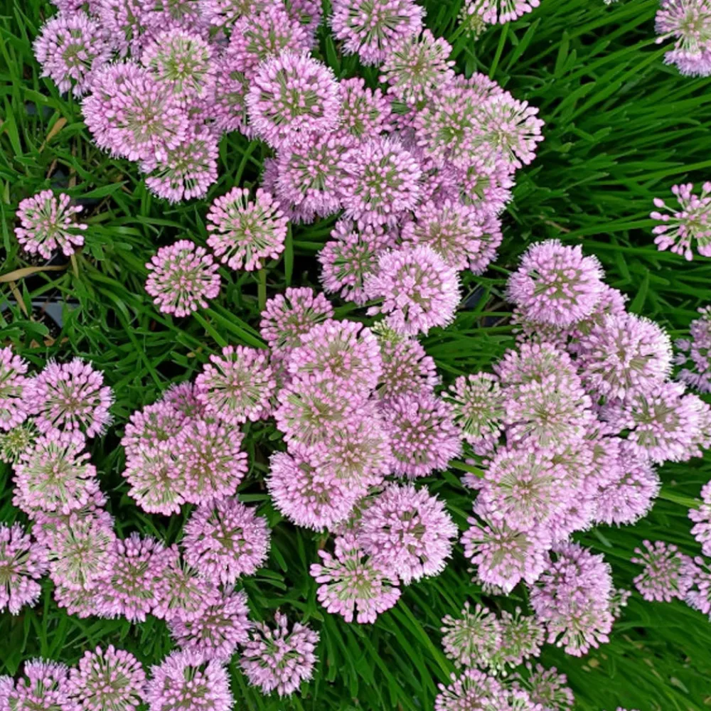 Willemse France Plantes Vivaces | - Ail d'ornement millenium - le pot / ø 9cm, vendu par lot de 4