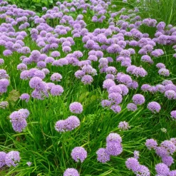 Willemse France Plantes Vivaces | - Ail d'ornement millenium - le pot / ø 9cm, vendu par lot de 2