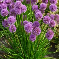 Willemse France Plantes Vivaces | - Ail d'ornement millenium - le pot / ø 9cm, vendu par lot de 2