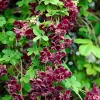 Willemse France Plantes Grimpantes | - Akébia à cinq feuilles - le pot / 1l / hauteur livrée 30-40cm