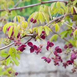 Willemse France Plantes Grimpantes | - Akébia à cinq feuilles - le pot / 1l / hauteur livrée 30-40cm