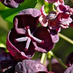 Willemse France Plantes Grimpantes | - Akébia à cinq feuilles - le pot / 1l / hauteur livrée 30-40cm
