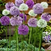 Willemse France Bulbes De Fleurs | - 10 alliums d'ornements en mélange - le sachet de 10 bulbes / circonférence 12cm+, vendu par lot de 6