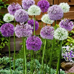 Willemse France Bulbes De Fleurs | - 10 alliums d'ornements en mélange - le sachet de 10 bulbes / circonférence 12cm+, vendu par lot de 6