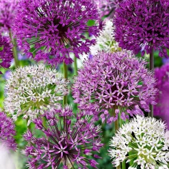 Willemse France Bulbes De Fleurs | - 10 alliums d'ornements en mélange - le sachet de 10 bulbes / circonférence 12cm+, vendu par lot de 6