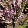 Willemse France - Amandier à fleurs sur tige - le pot / 3l / tige 60cm Best